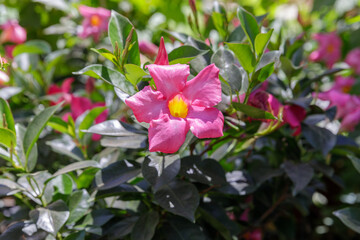 Pink hibiscus