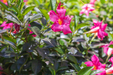 Many pink hibiscus flowers