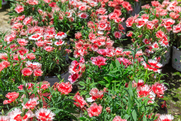 Flowered pink and red carnations