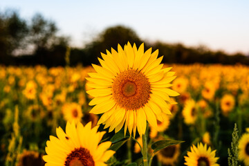 Fototapeta premium yellow sunflower field