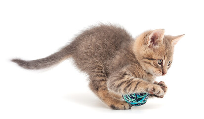 Obraz premium Little kitten playing with a ball of yarn.