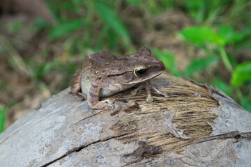 Bullfrog that on floor wood.Amphibians in the tropics