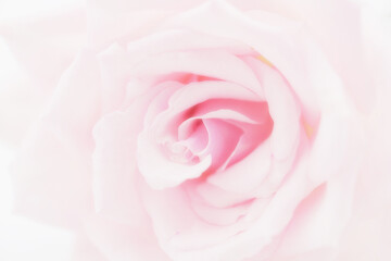 Obraz na płótnie Canvas ピンクのバラ