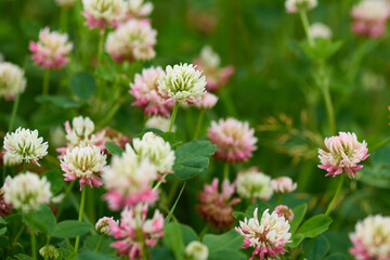Schweden-Klee (Trifolium hybridum)