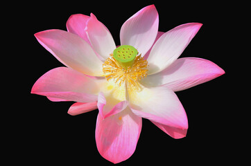 Beautiful pink flower of lotus on black background