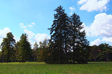 Fototapeta na wymiar Picturesque nature landscape view of Large Lawn with trees against blu sky. It is one of the most famous places in the Arboretum Alexandria in Bila Tserkva, Ukraine. Concept of landscape and nature