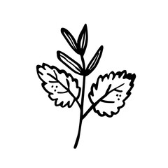 Herbs. Ink plant. Black color. Vector illustration isolated on white background. Little leaf. 