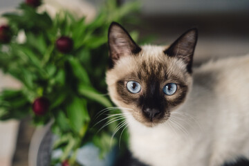 Portrait lovely Siamese cat with spring peonies indoors. Charming aroma of flowers