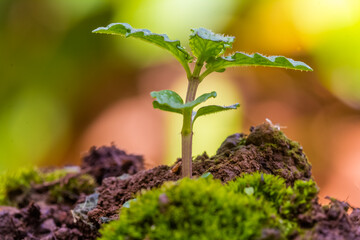 Plant de menthe