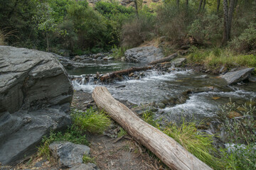 krajobraz rzeka las woda drzewa kamienie liście trawa lato  © Katarzyna