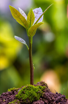 Jeune plant d&rsquo;avocatier