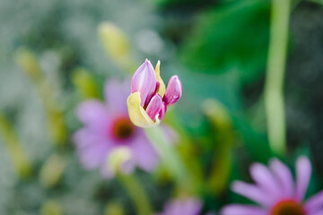 Obraz premium a Surprise Lily blooms opening in the morning light