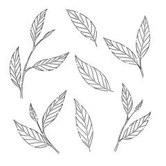 A set of decorative elements made of tea tree leaves. Hand ink drawing.