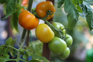 Tomatensorte Mama's Liebling