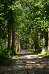 Long and straight, seemingly enless, dirt road throught a deciduous forest near Ellburg, The...