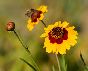 Coreopsis élégant