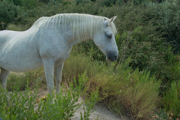 zwierze koń biały drzewa zieleń trawa lato natura © Katarzyna