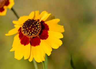 Coreopsis élégant