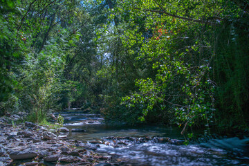 krajobraz rzeka kamienie  las drzewa liście woda lato natura  zieleń  - obrazy, fototapety, plakaty