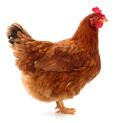 Brown hen isolated.