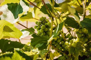 grapes hanging on the vine in the early morning light