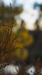 Fines tiges de bruyère sous les pins, pendant le coucher du soleil