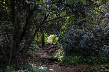 Buskett trees in Malta