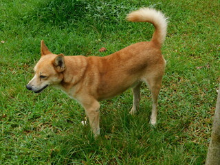 Brown Cute Dog in a Green field