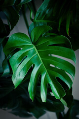 Fototapeta na wymiar Dark green leaves of monstera (split-leaf philodendron) tropical foliage plant growing in wild. Floral background. top view - in dark tone. Toned picture. Filter applied.