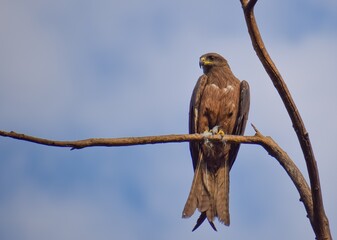 bird of prey