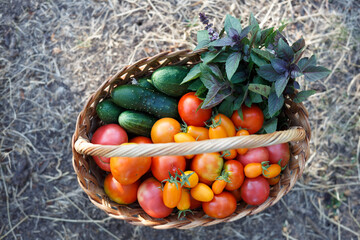 harvesting in a basket