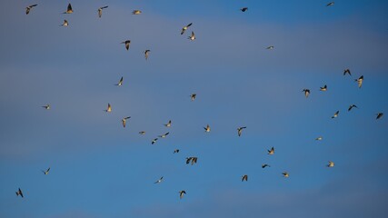 flock of birds