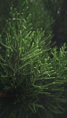 branches of young pine needles