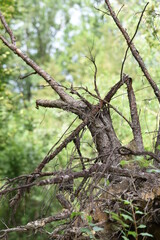 Fototapeta premium removing the tree, the gray photo blurs