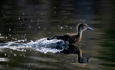 Small duck zooming along the water