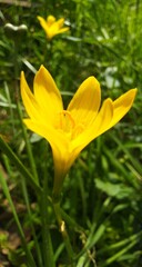 yellow flower on green grass