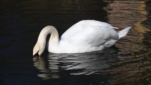 the white Swan swims and takes seaweed out of the water and eats it