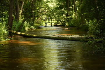 wild river, erupean river, shallow water in the forest