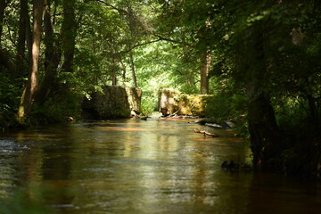 wild river, erupean river, shallow water in the forest