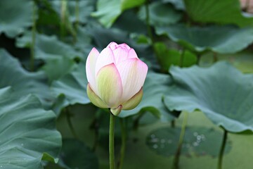 Fototapeta premium 한국 경기도 시흥시 관곡지 입니다