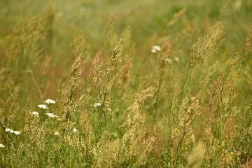 green meadow, flower vegetation