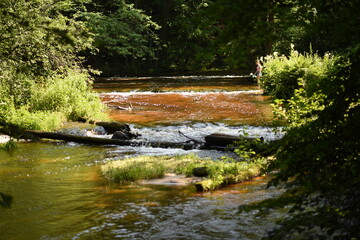 Fototapeta na wymiar wild river, erupean river, shallow water in the forest