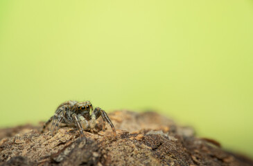 Pseudeuophrys lanigera wollige Mauerspringspinne