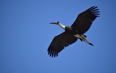 flying stork bird