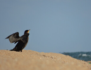 A black cormorant sits on a beach by the sea.