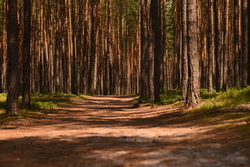 pine forest, transparent and heavily cleaned.
European forest