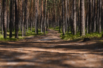 Obraz premium pine forest, transparent and heavily cleaned. European forest