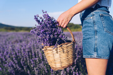 Young woman holding wicker basket with lavender flowers in field