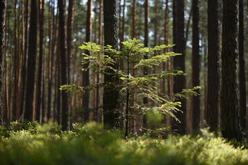 pine forest, transparent and heavily cleaned.
European forest