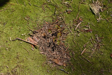 heart on moss in a coniferous forest